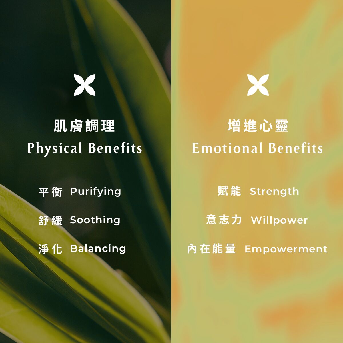 【面膜限時任選7折起】檸檬茶樹平衡精油面膜 - Image 2